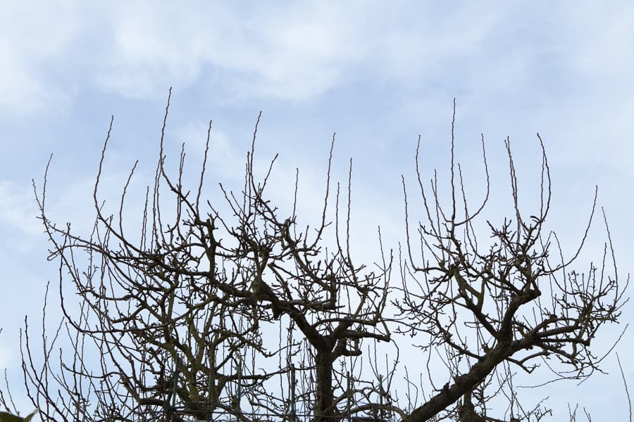 Birnbaum mit vielen Wasserschossen