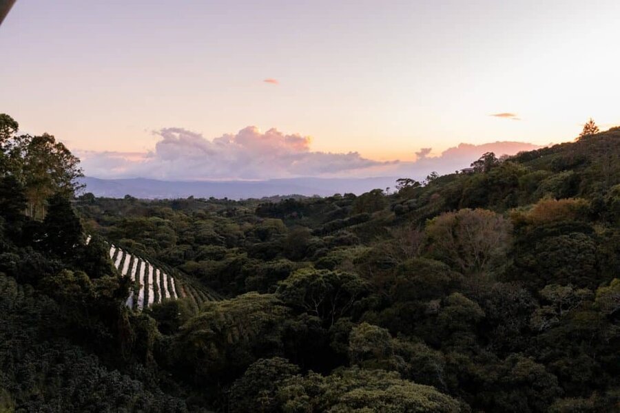 Starbucks Hacienda Alsacia Coffee Farm - Costa Rica