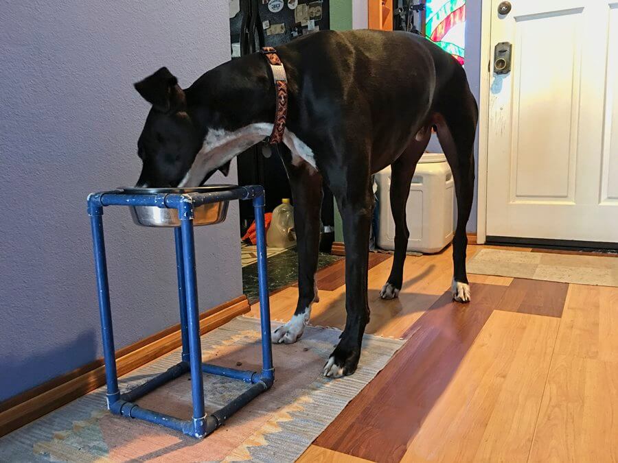 great dane food bowl stand