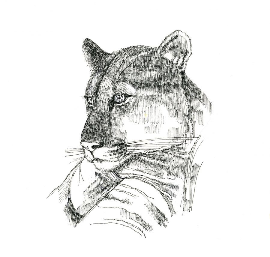 Cougar (c) Susan Morgan Cougar (c) Susan Morgan