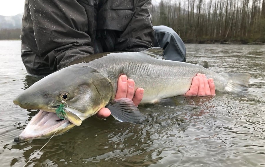 Winter Fly Fishing Trips In Whistler Bc Whistler Fishing Guide