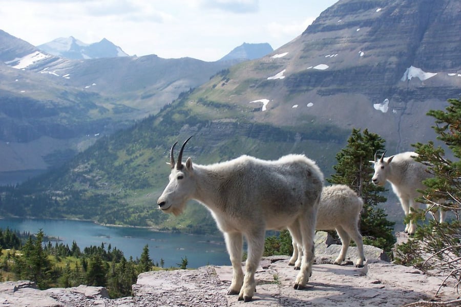 white goats in the Glacier National Park