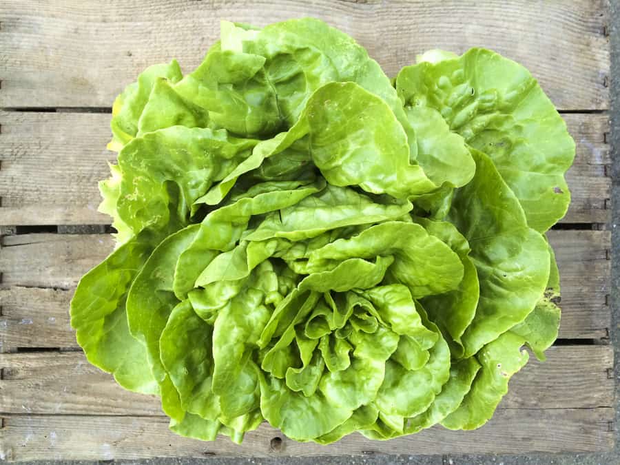 Kopfsalat