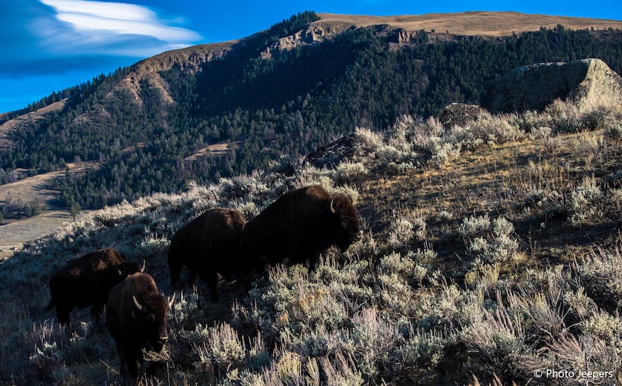 Bison in Yellowstone