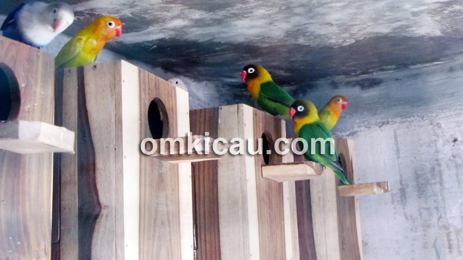 Kandang koloni lovebird di ABS Bird Farm.