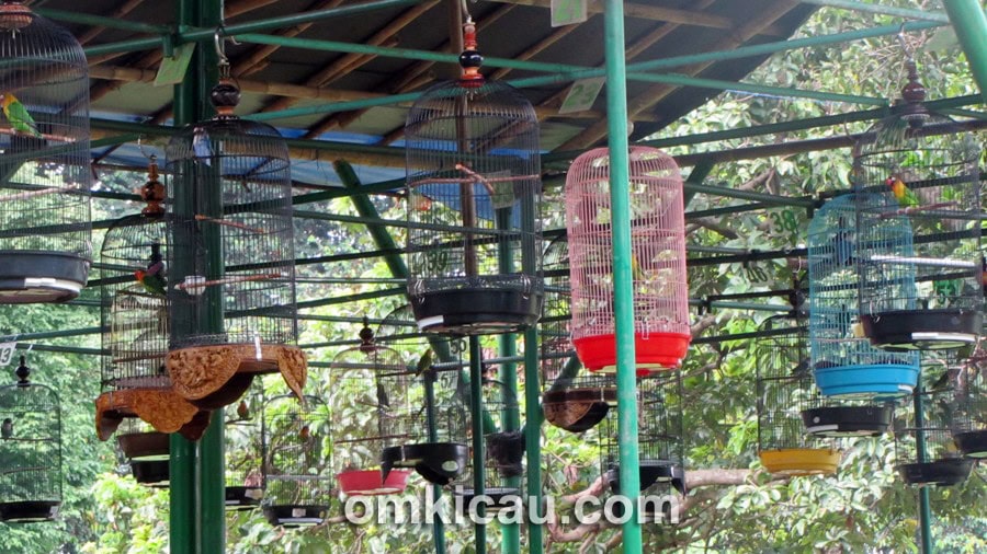 Kelas lovebird paling diminati. Panitia membuka dua kelas LB.