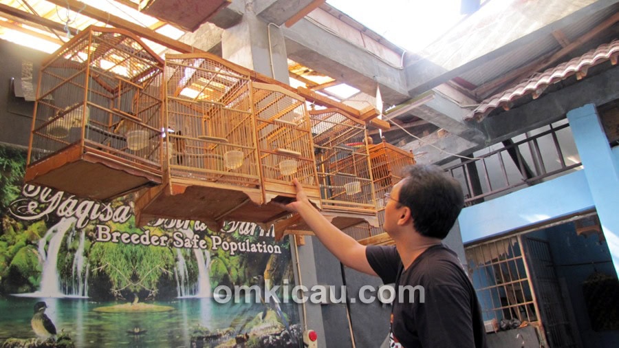 Penjemuran anakan murai