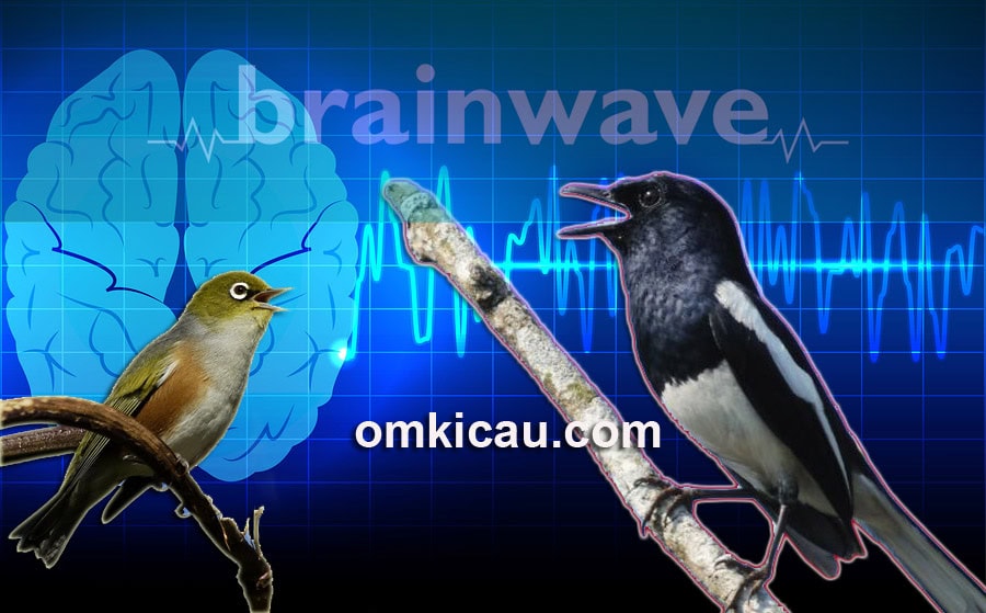 audio terapi brainwave audio terapi brainwave