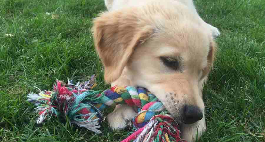Chewing puppy