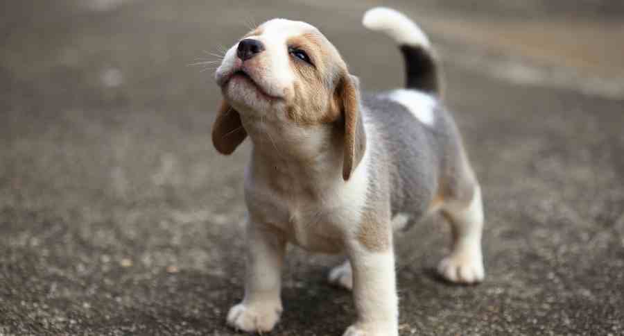 Puppies