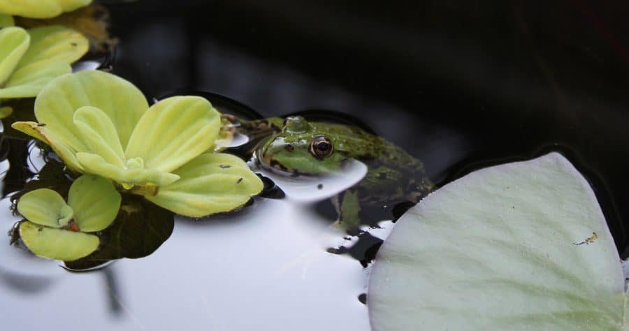 Why Water Lettuce Turns Yellow And What To Do About It Water