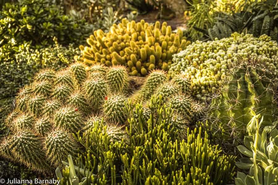Cacti in the arid glasshouse