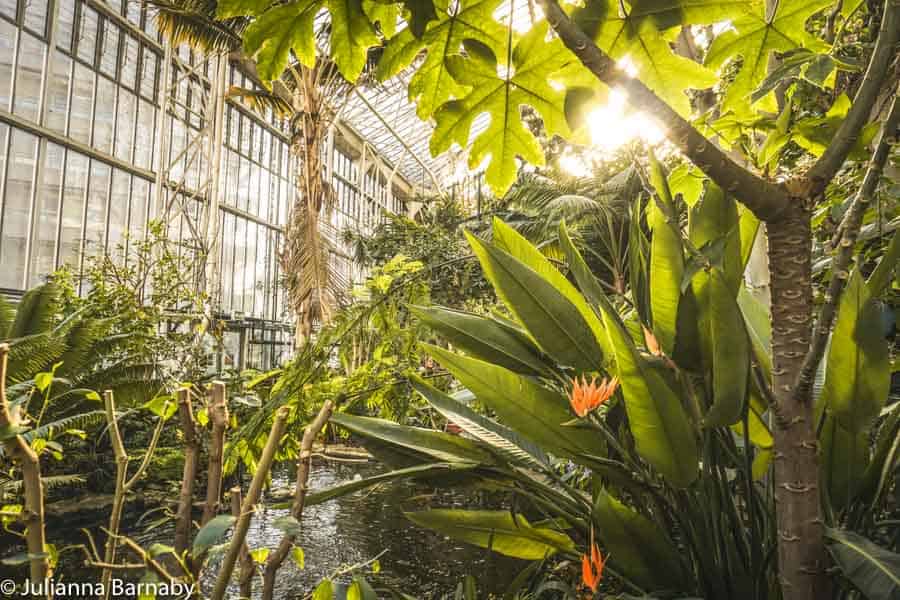 Inside the Barbican's Conservatory