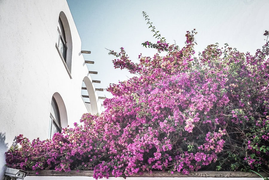 Bougainvillea and whitewashed building mojacar