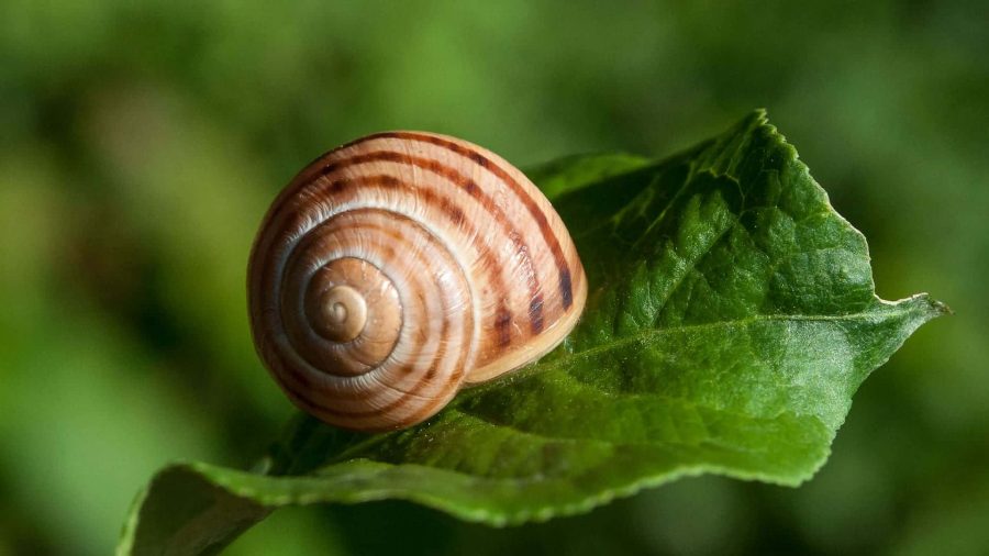 Spirale d'escargot