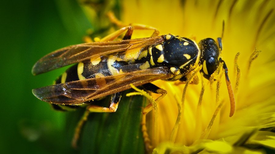 Poliste gaulois - (Polistes dominula)