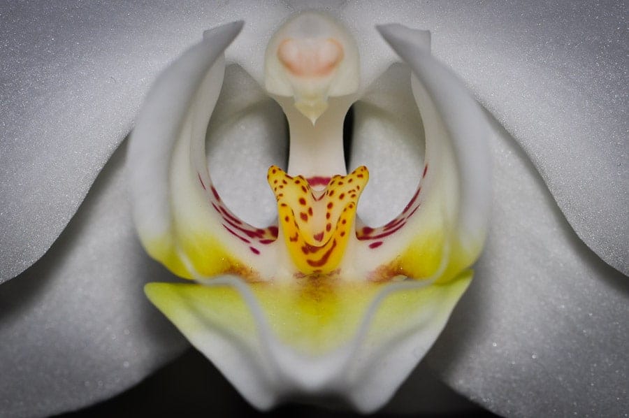 orchidaceae