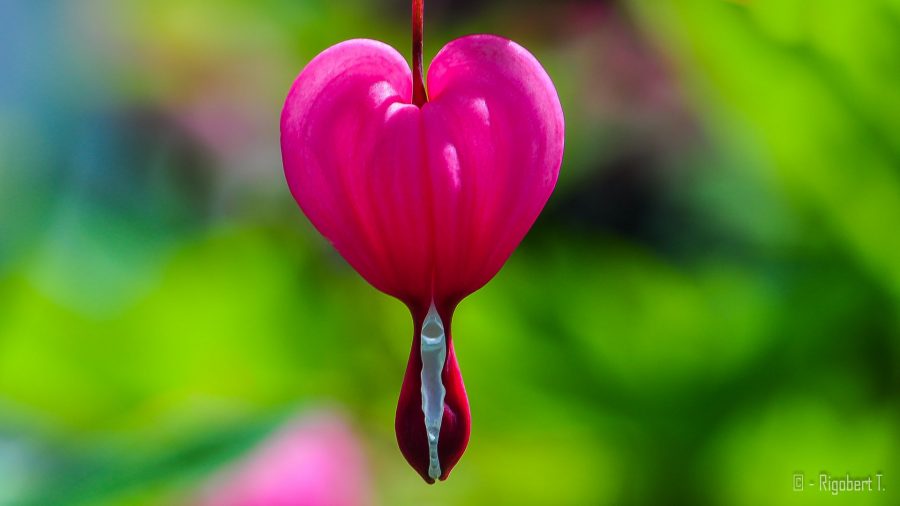 coeur