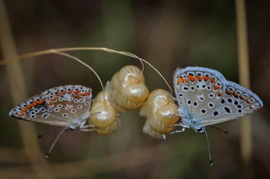 Aricia agestis, argus bruns