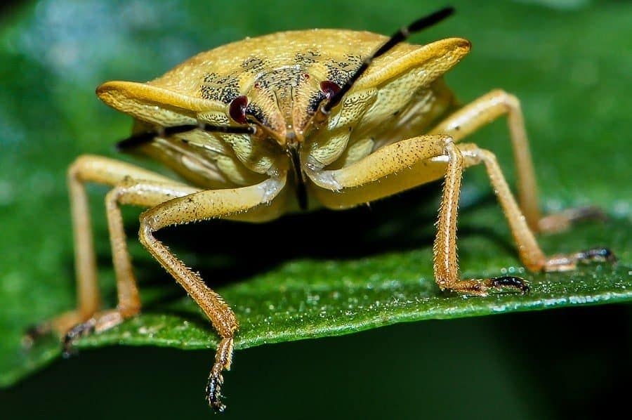 Pentatome méridional