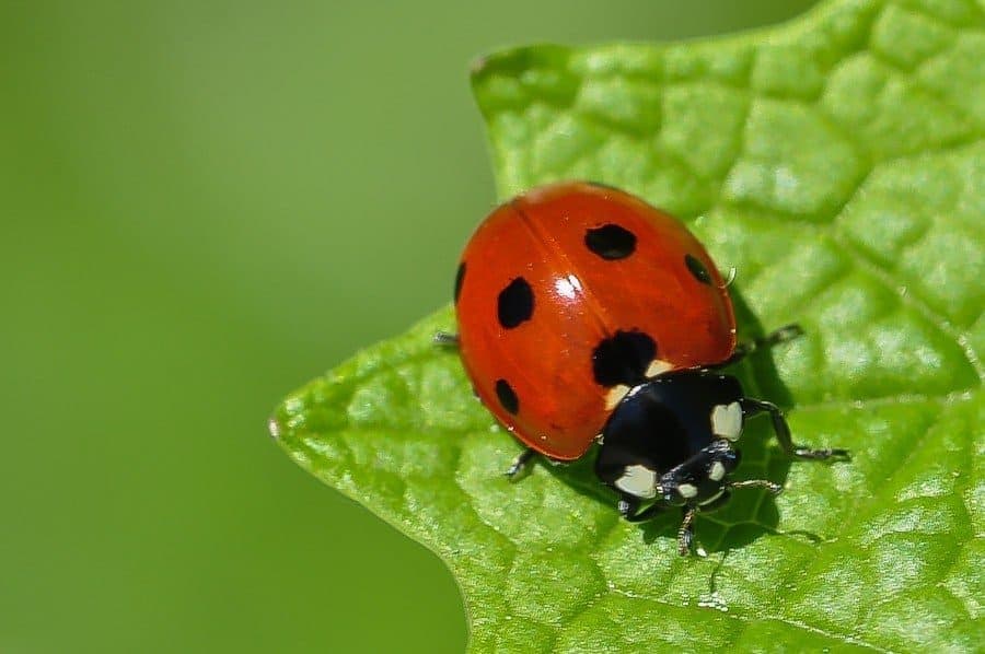 coccinelle 7 points au bout de la feuille