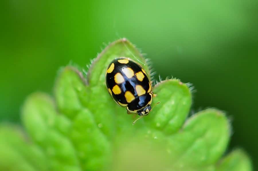 Coccinelle à damier - Propylea quatuordecimpunctata