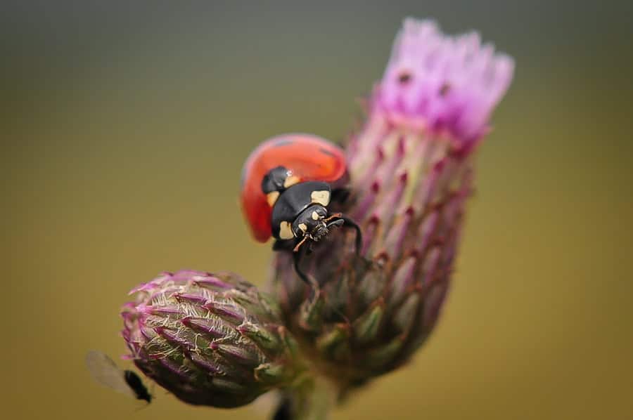 coccinelle 7 points