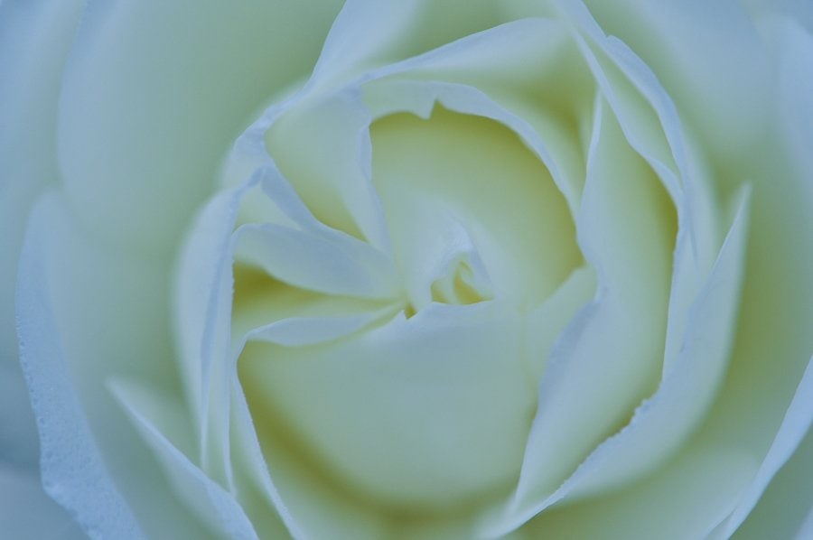 Rose blanche