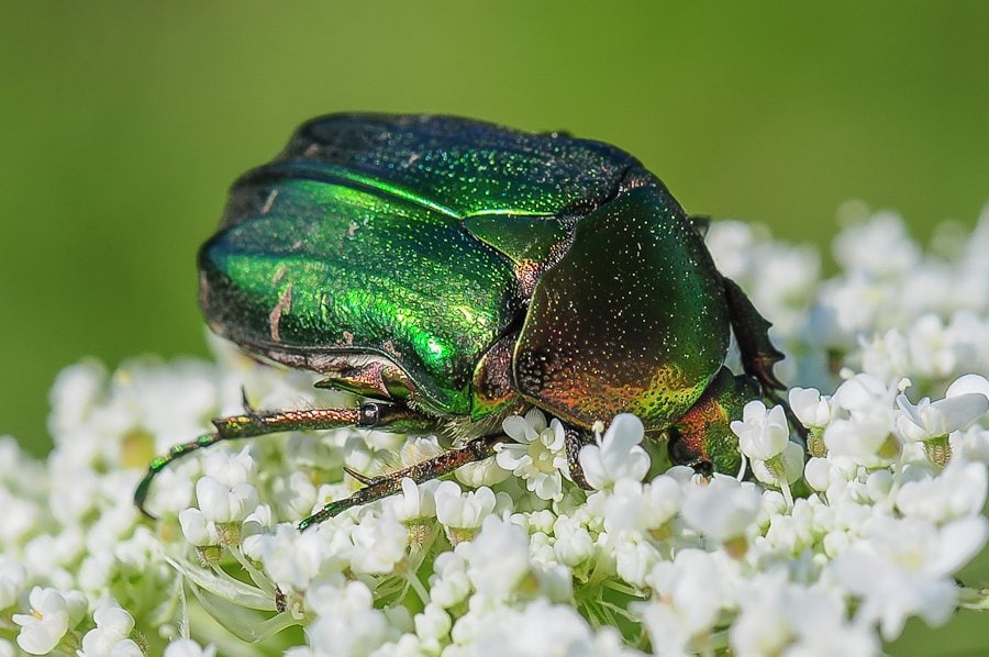 Cétoine dorée