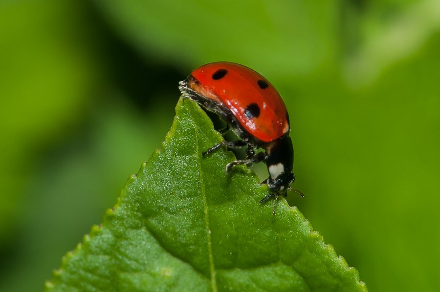 Coccinelle à sept points