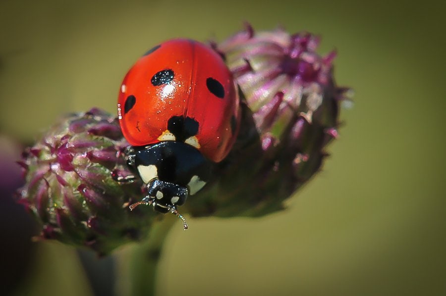 Coccinelle à sept points