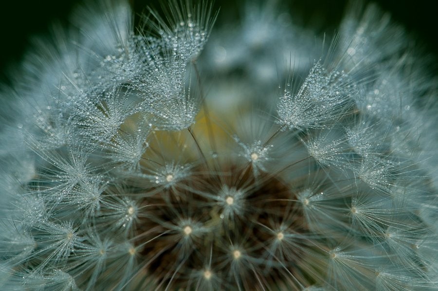 Rosée sur pissenlit