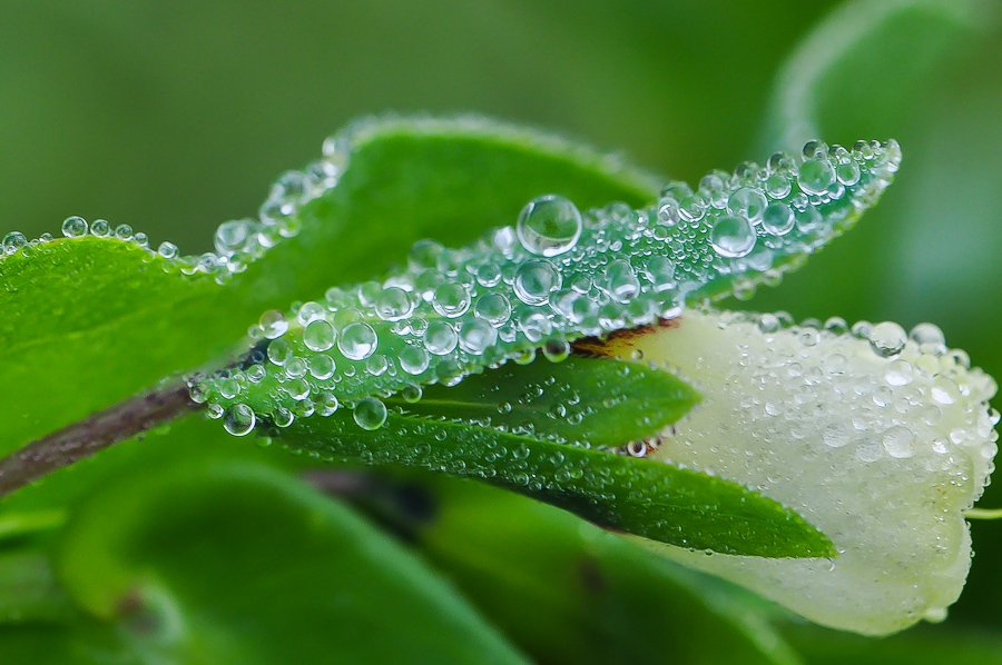 gouttelettes rosée