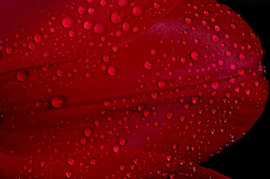 pétale de tulipe après la pluie