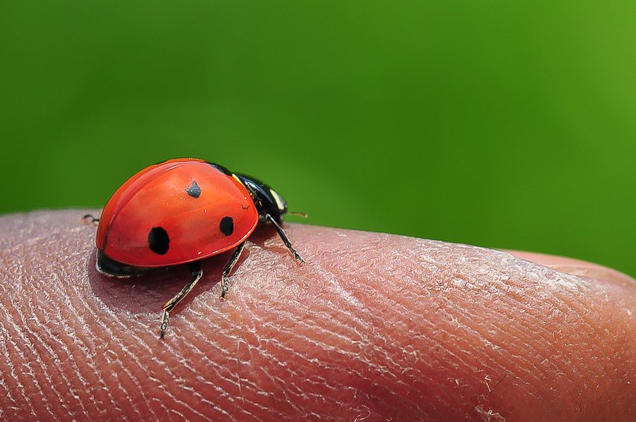Coccinelle sur le doigt