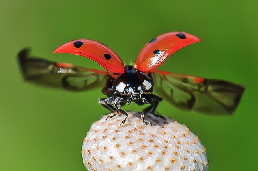 envolée coccinelle