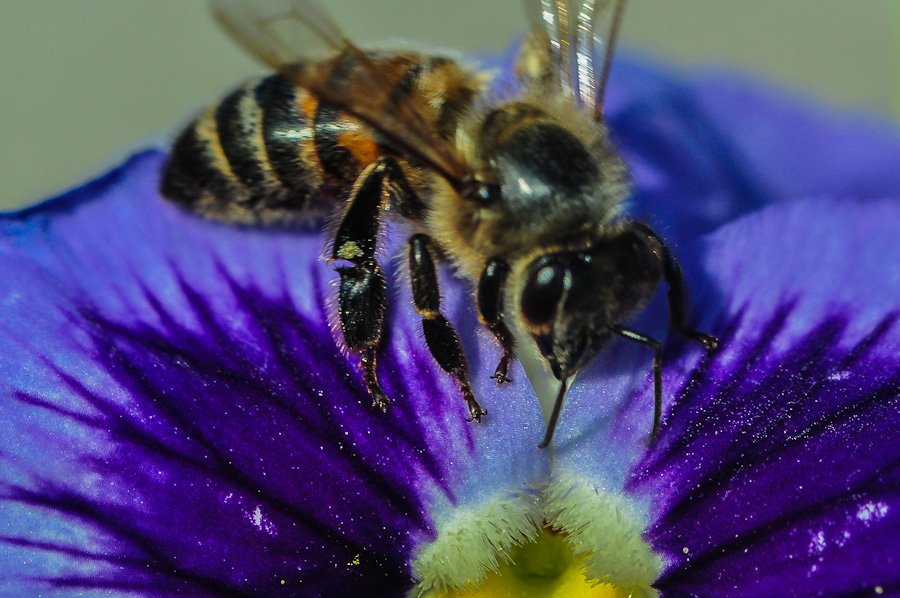 Abeille noire