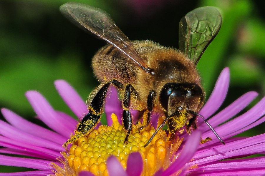 Abeille noire