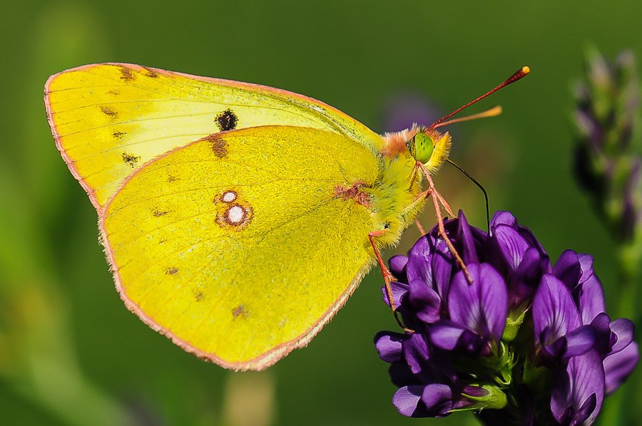 papillon_colias