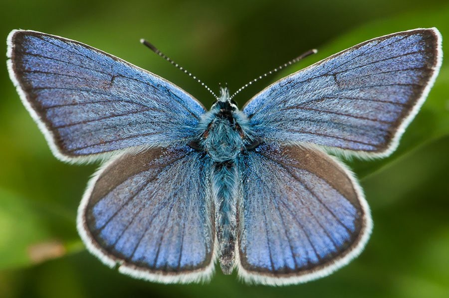 Argus bleu