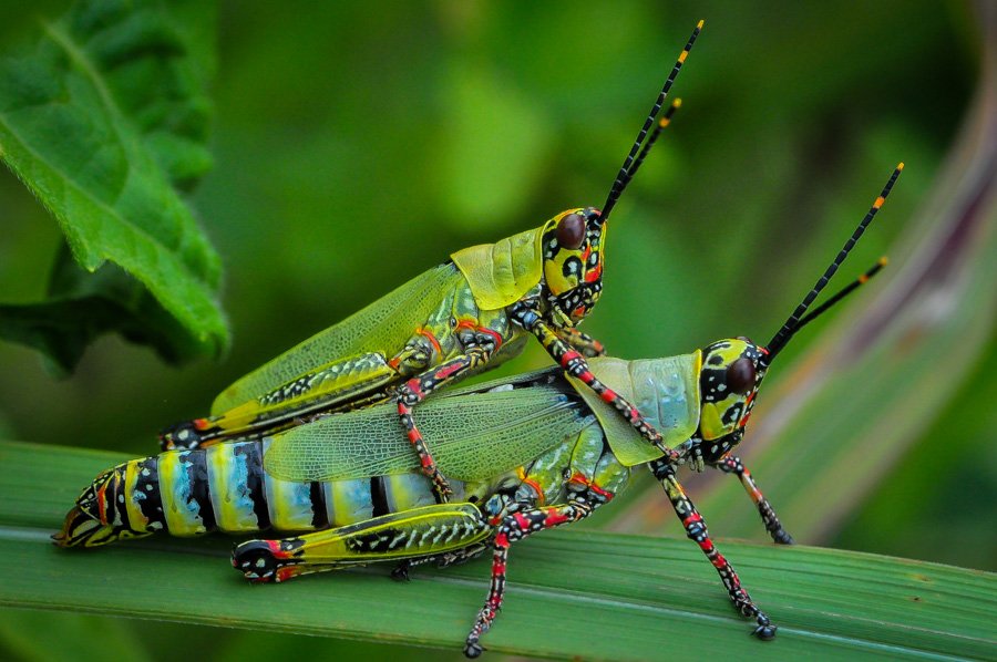 Zonocerus variegatus