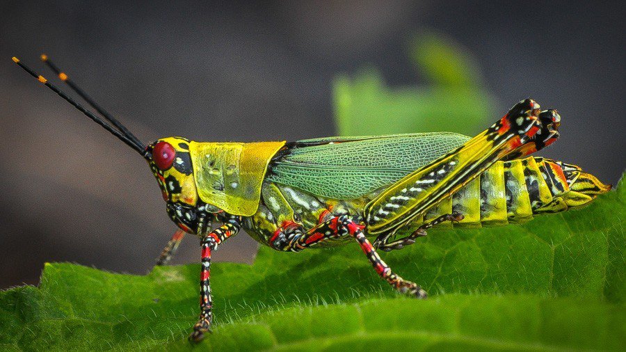 Zonocerus variegatus