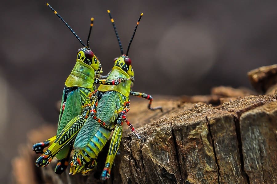 Zonocerus varietatus, criquet africain