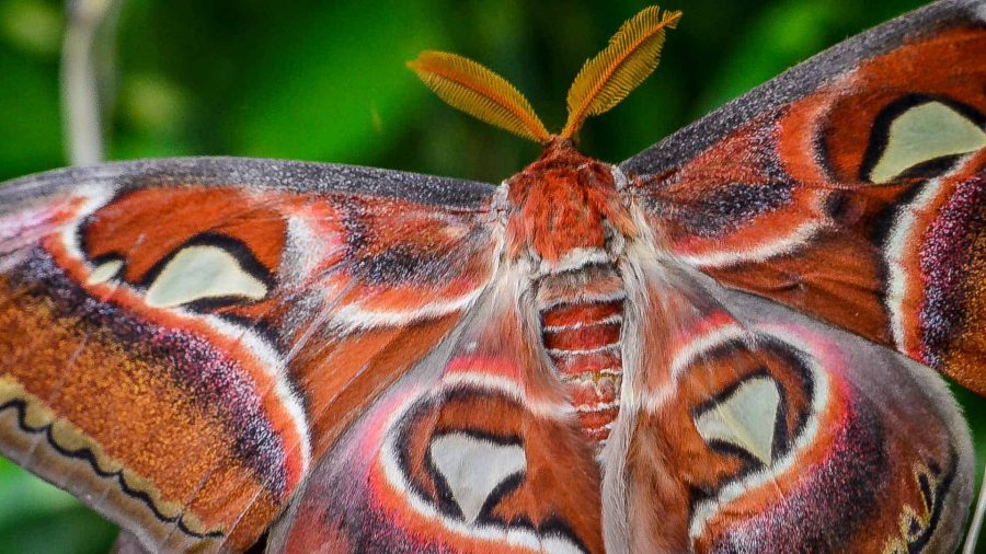 Attacus atlas
