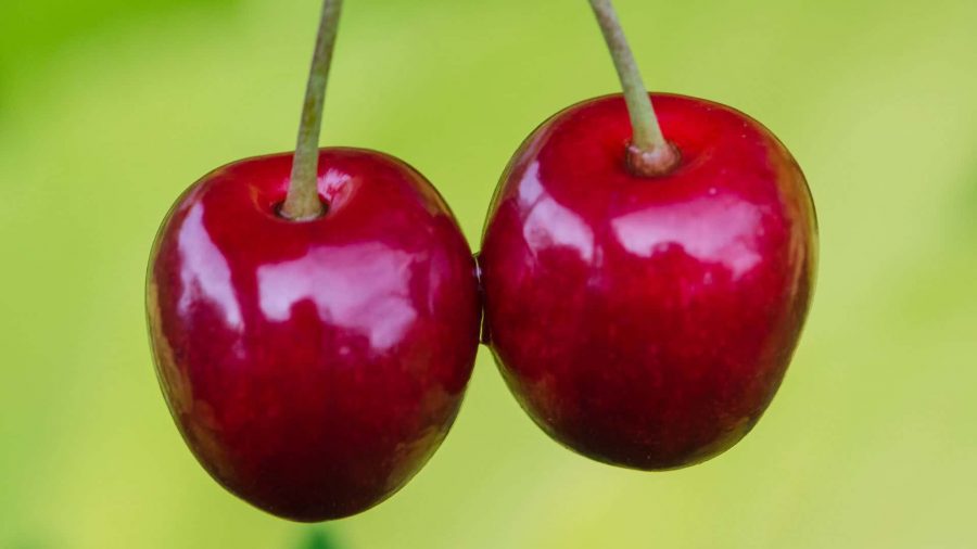 Cerises (Prunus avium)