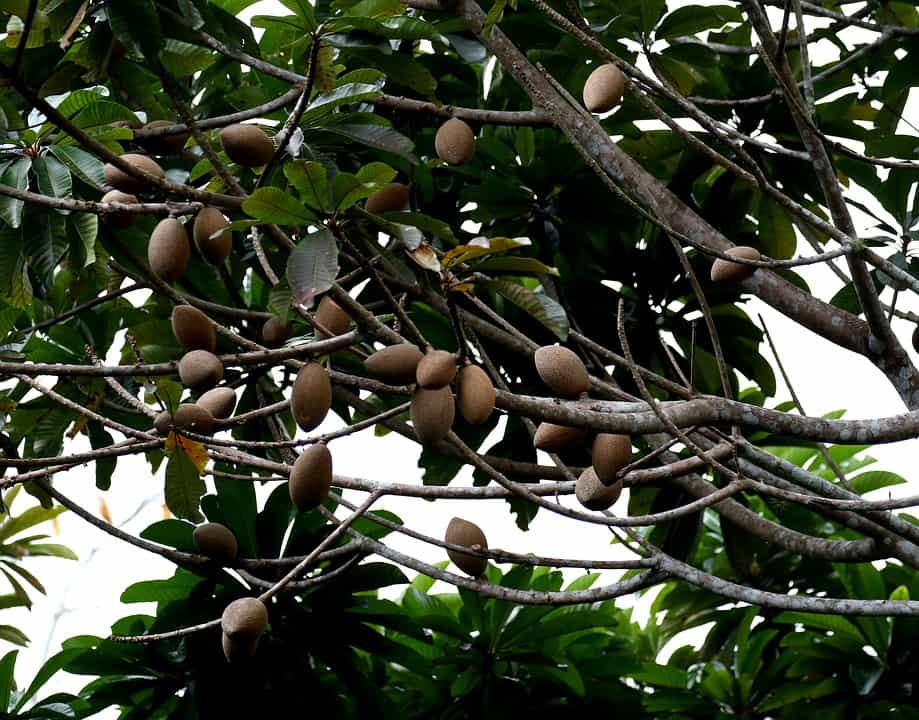 mamey