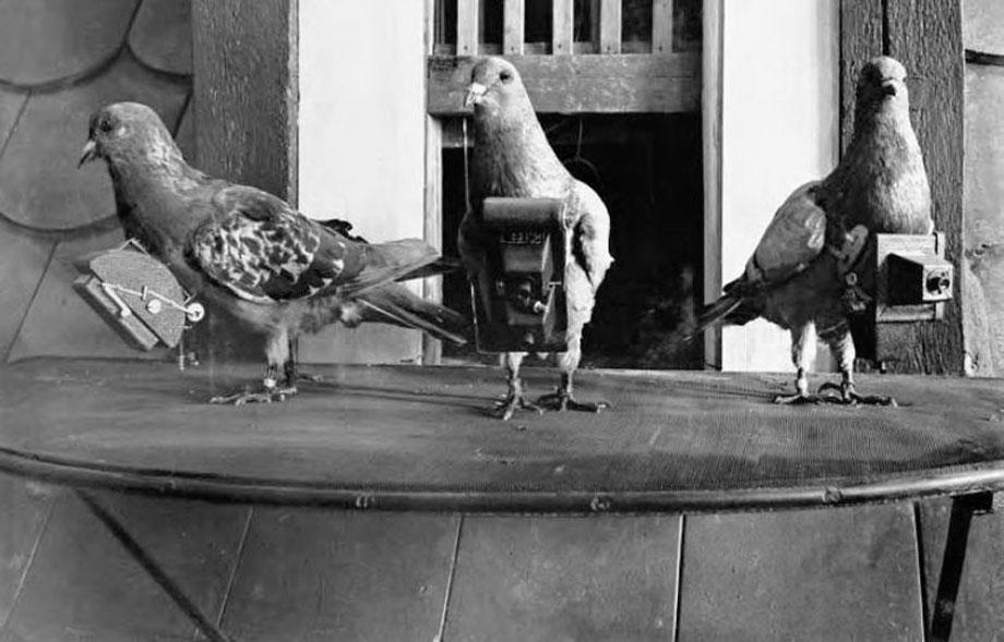 Burung merpati yang dilengkapi kamera untuk tujuan pengintaian pada perang dunia I dan II
