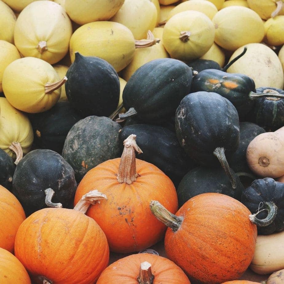 Different types of pumpkin and squashes for pumpkin pie