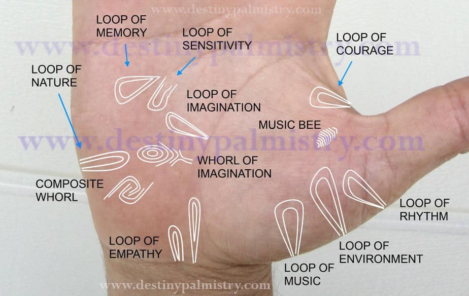loop and whorl patterns, loop of nature, loop of music, music bee on palm, loop of imagination, whorl of imagination, nature loop on palm, loop of memory, loop of sensitivity, whorl on mount of moon, empathy loop
