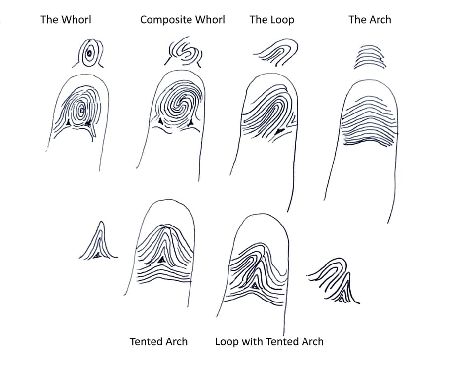 fingerprint meanings, whorl print, loop fingerprint,